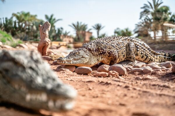 Crocopark, Agadir, Morocco