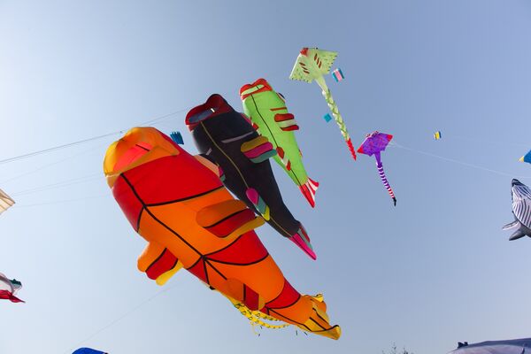 Various colorful kites flying in blue sky. Stingrays, Koi fish.