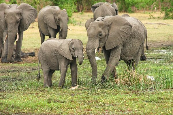 Green Elephant Sanctuary Park