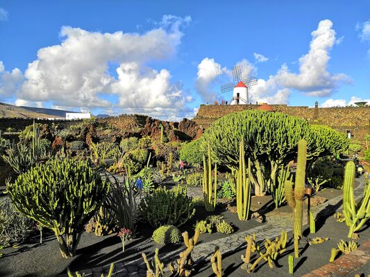 Jardin de Cactus, Lanzarote