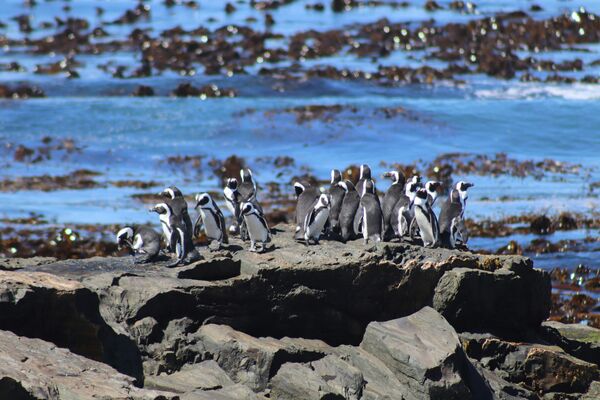 Boulders Beach Penguin Sanctuary