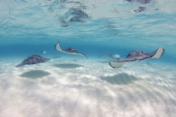 Stingray City, Antigua