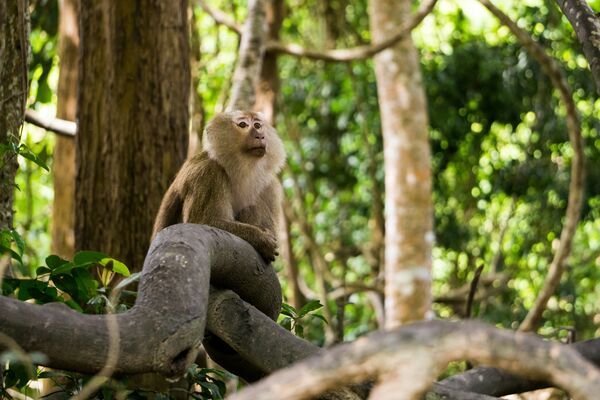 Green monkey at Barbados Wildlife Reserve, Barbados