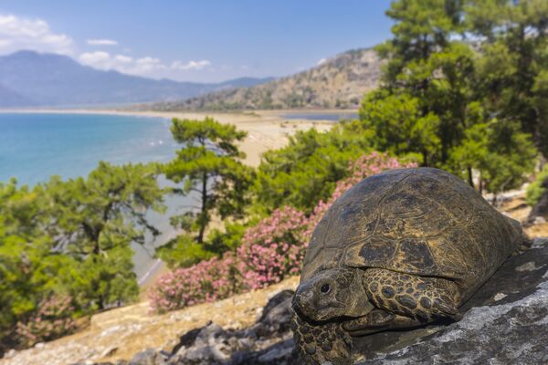 İztuzu Beach in Dalyan, Turkey